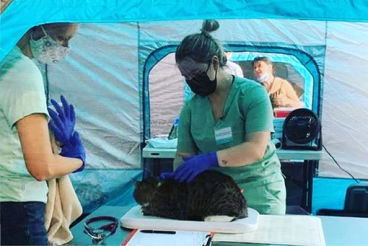 Doney vet treating cat
