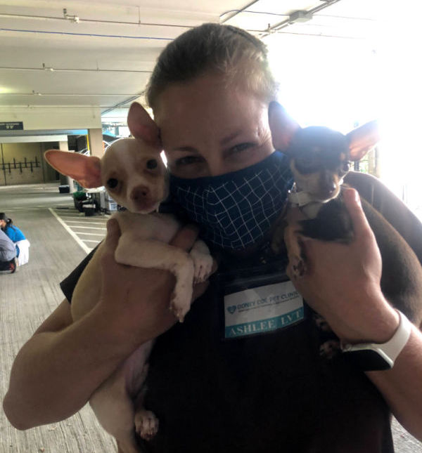 two small dogs being held